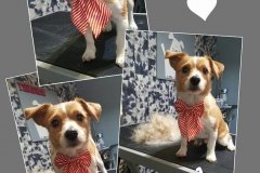 12342803_1716417771904388_3150529042010422602_n