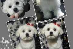 PhotoGrid_1448297012778