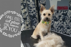 PhotoGrid_1456940912665